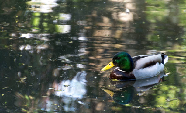 istock lonely duck swimming in the water 1350470287