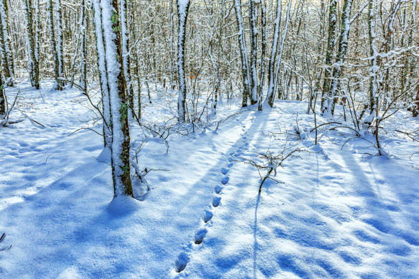 shallow untouched snow in the forest and the trail of a lonely animal