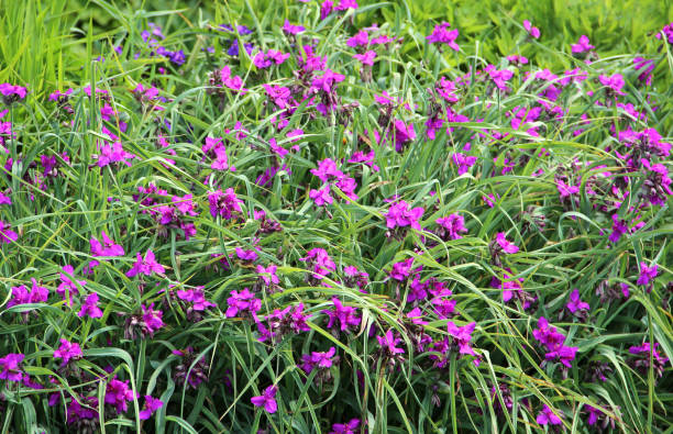 상인 x 앤더슨니아나 - wildflower vibrant color outdoors full frame 뉴스 사진 이미지