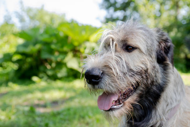 istock A beautiful beige irish wolfhound with nice expression in head in a garden 1350472036