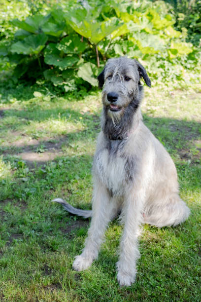 istock A beautiful beige irish wolfhound with nice expression in head in a garden 1350472052