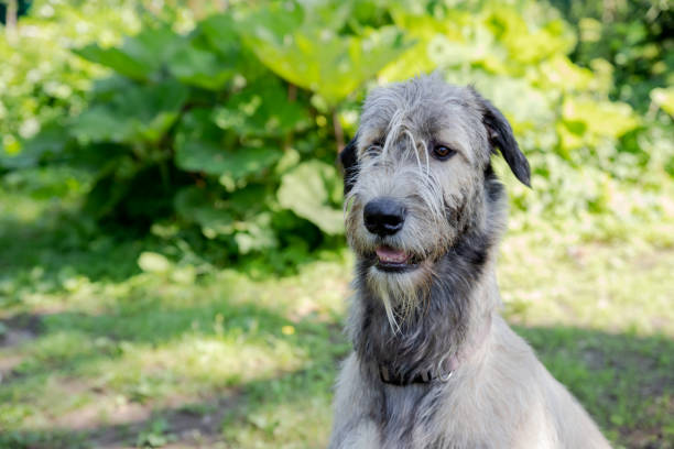 istock A beautiful beige irish wolfhound with nice expression in head in a garden 1350472108