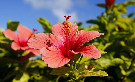 Hibiscus flower, beautiful petals and stamens. Natural background