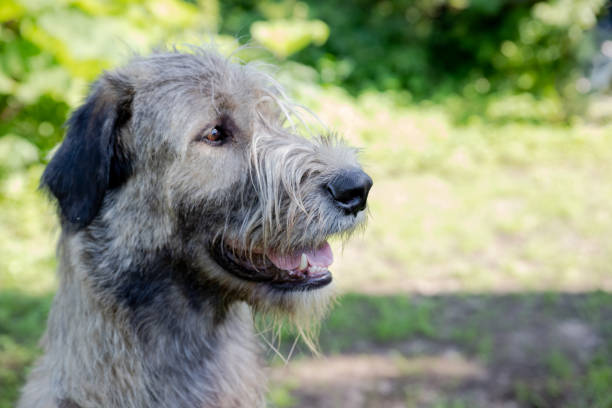istock A beautiful beige irish wolfhound with nice expression in head in a garden 1350472121