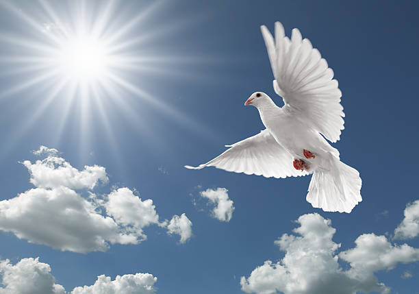 istock pigeon in the sky 135047288