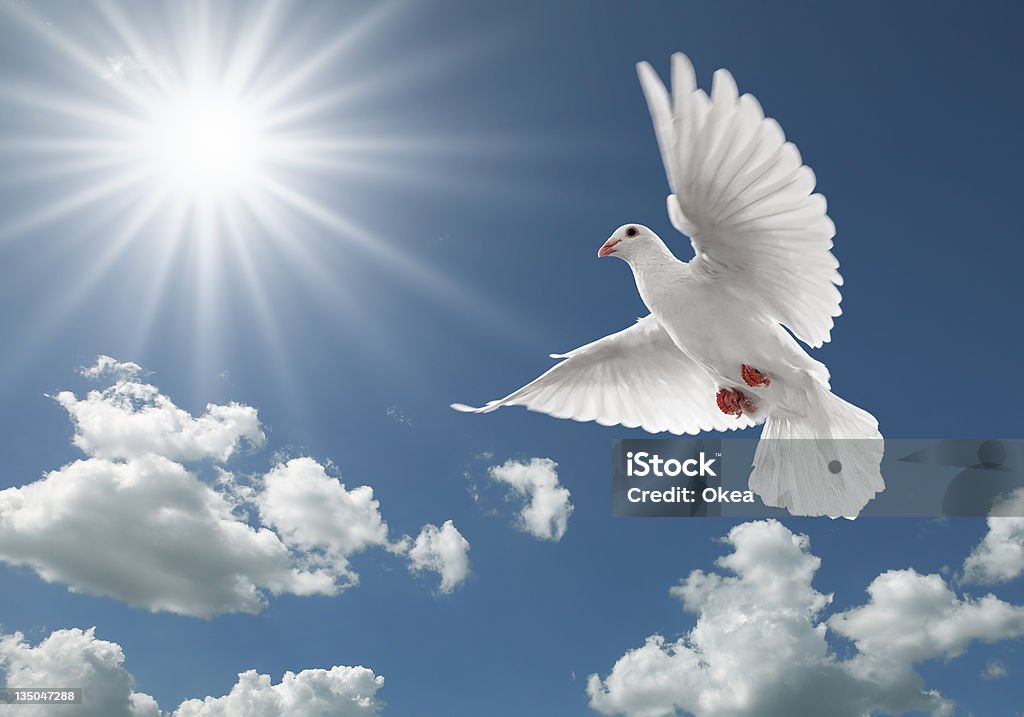 pigeon in the sky white dove flying on clear blue sky Dove - Bird Stock Photo