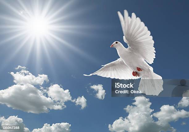Pigeon In The Sky Stock Photo - Download Image Now - Dove - Bird, Flying, Photography