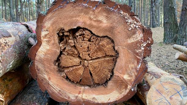 istock pine trees of different thickness cut with visible annual rings 1350473977