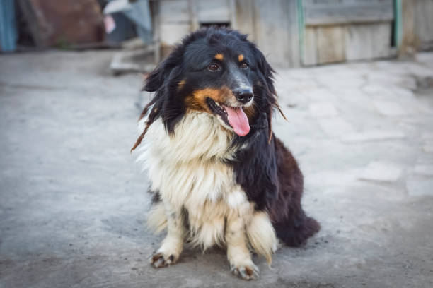 istock Cute dog with open mouth 1350479647