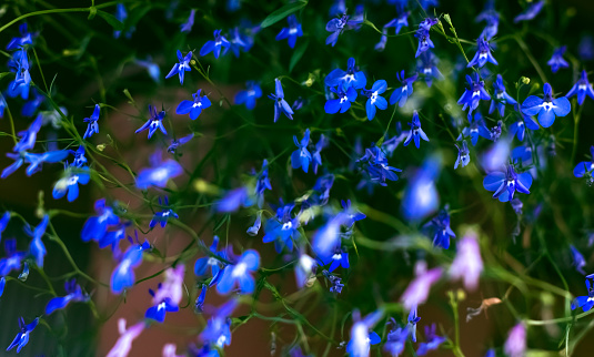 Macro shot of Plumbago auriculata, cape leadwort or blue plumbago in a flowers garden with the morning soft light at nan Thailand. Selected focus background