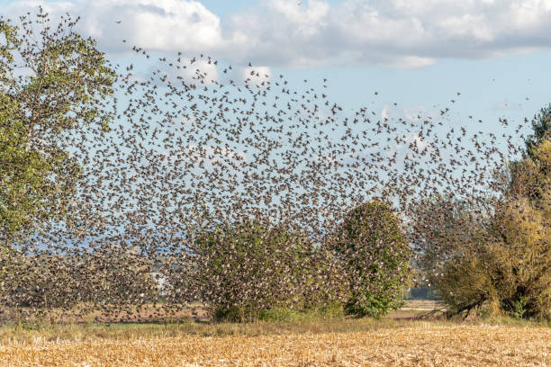 istock Cloud of starlings.Thousands of starlings synchronize their flight. 1350480725