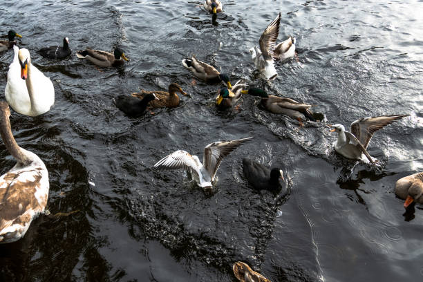 Birds in a park outside Copenhagen called \