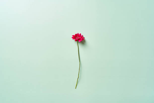 istock Chrysanthemum flower on a gentle green background 1350480926