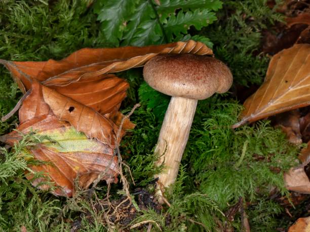istock Cortinarius Woodland Mushroom. 1350480952