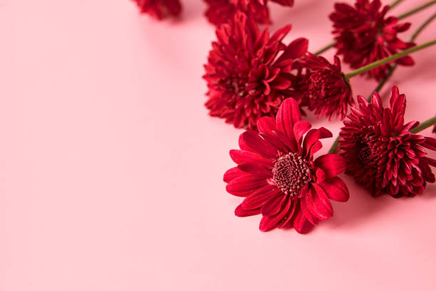 istock A Red chrysanthemum flower on pink background 1350480972