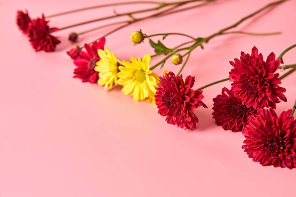 istock Red and yellow chrysanthemum flowers on a pink background 1350480973