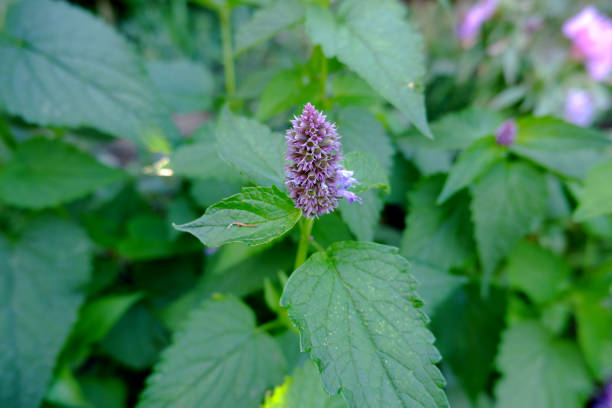 istock Mexican mint Lofant.  Aromatic, spicy and medicinal plant. 1350484163