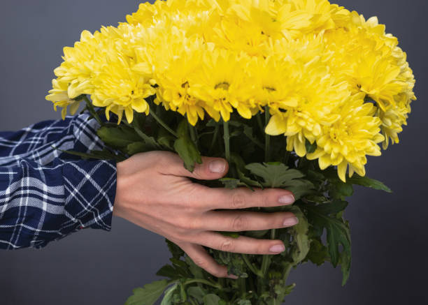 bouquet of yellow flowers in female hands. - yellow chrysanthemum imagens e fotografias de stock