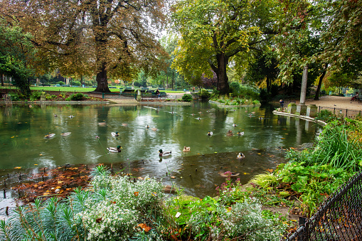 White blossom  of perennials and 2 amazing trees:luxurious chestnut and excellent sycamore, and blurred ducks( from motion)   in pond of  Monceau park.Beauty of nature in autumn in late October in Paris. Unrecognizable persons at distance