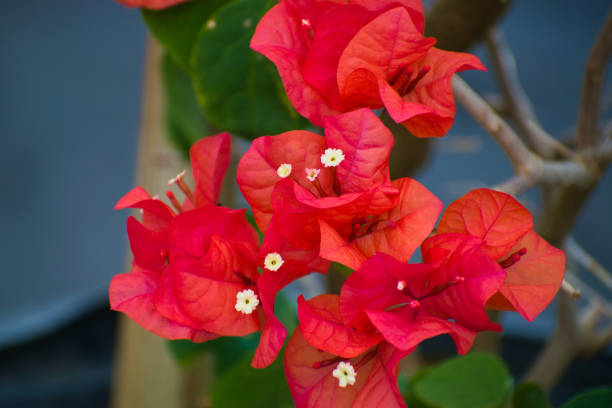 istock Red Bougainvillea Flowers in Bloom 1350485983