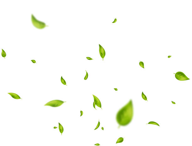 istock Green leaves flying on white background. Organic, eco, vegan, design element. Beauty product. Leaf falling. Wave foliage ornament. Fresh tea composition. Cosmetic pattern frame. Vector illustration 1350486104