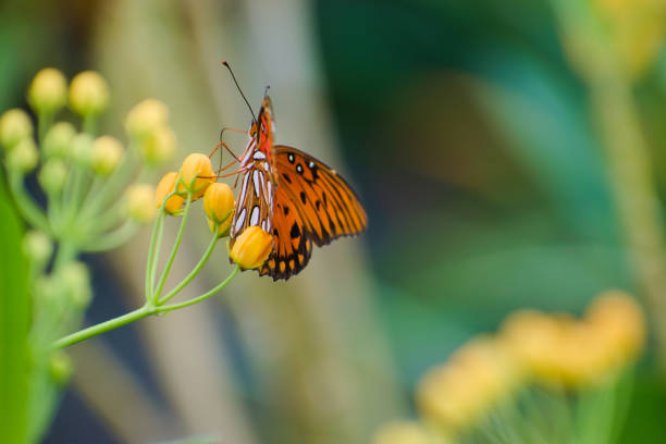 Close up. A butterfly harvest nectar on yellow Thryallis flowers. Created in Daytona, FL, June 20, 2021