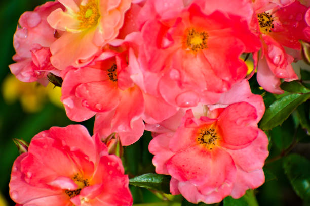 istock Pink Roses in the Garden 1350486266