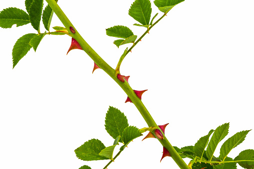 Thorns on the stem of a rose bush against a white background