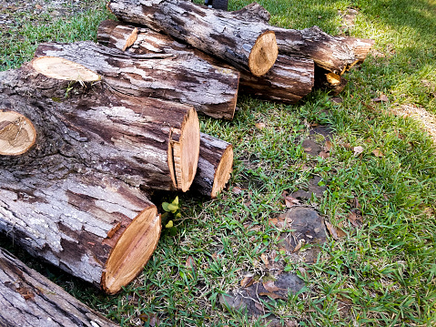 Oak tree logs ready to be cut into firewood.