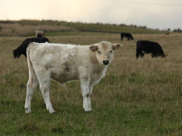 istock British White Male Calf. 1350487478