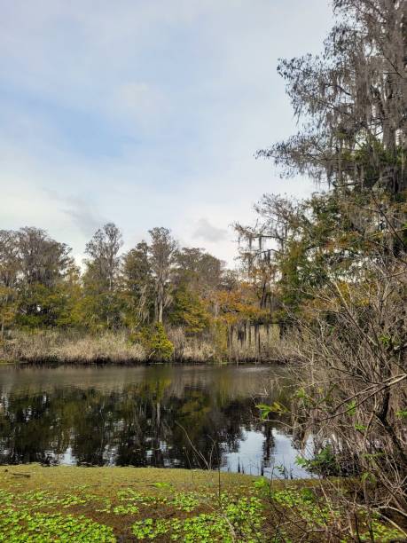 istock Marsh Land in Florida 1350487508