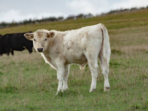 istock British White Male Calf. 1350487629