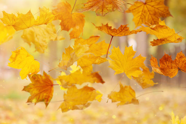 istock falling autumn yelow leafs on blured forest natural background 1350488311