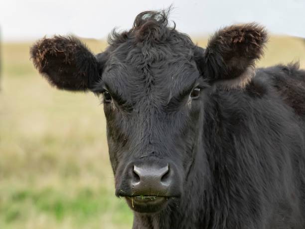 istock Aberdeen Angus Cow Face Close-Up. 1350488566