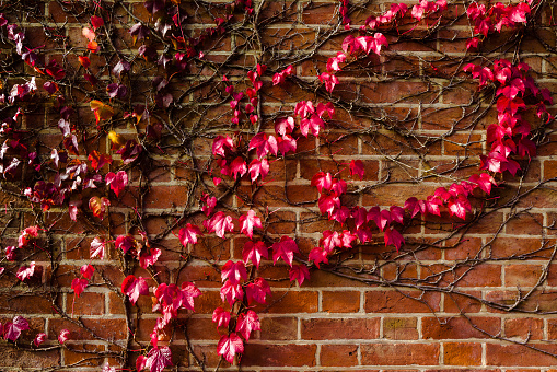 Red Virginia Creeper plant growing up the side of a red brick house.
