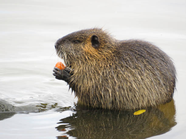 istock Closeup of a Beaver eating foliage 1350489746
