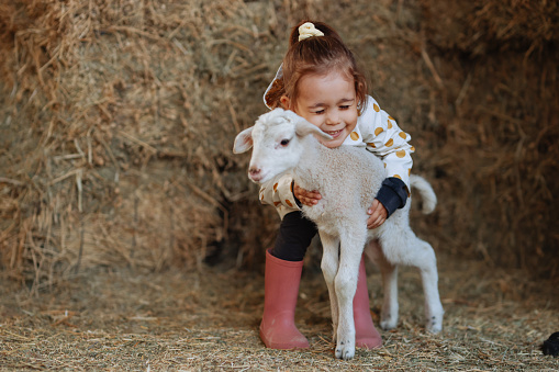 A beautiful smiling 4-5-year-old young girl holding a young white lamb in her arms whilst smiling in a sheep pen