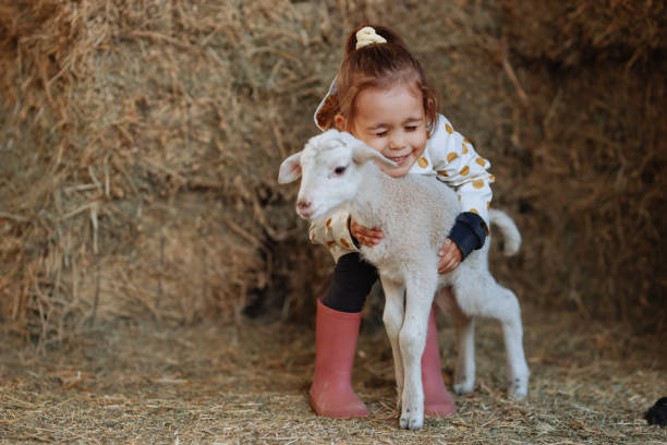 Little Girl Embracing a Baby Lamb A beautiful smiling 4-5-year-old young girl holding a young white lamb in her arms whilst smiling in a sheep pen lamb animal stock pictures, royalty-free photos & images