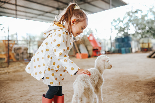 A beautiful smiling 4-5-year-old young girl holding a young white lamb in her arms whilst smiling in a sheep pen