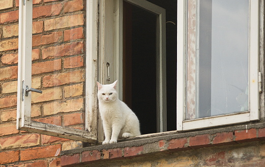 White cat sitting on a window sill, Latvia