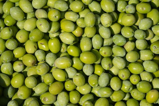 Close up photo of green raw olives. No people are seen in frame. Shot with a full frame mirrorless camera.