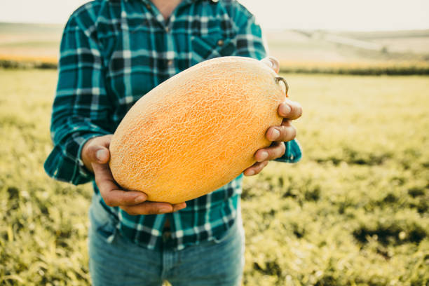 a farmer's hands hold a big melon. close up of a yellow fruit held by the hands of the male farmer