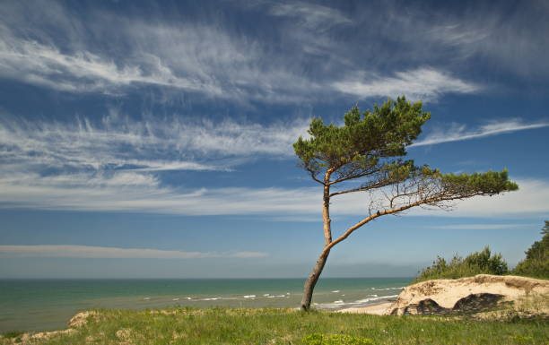 Pine in beach in sunny spring day, Uzava, Latvia.