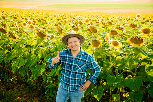 top view of Cheerful farmer with hat shows thumb up and looking at camera. fat man is in the sunflower field enjoying the rich harvest.