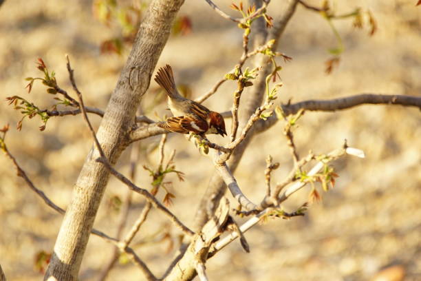 Take-off of a sparrow