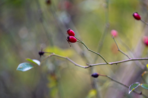 Close up photo of red rose hip plant branches in nature. Selective focus on red fruit. Shot with a full frame mirrorless camera and a tele photo lens.