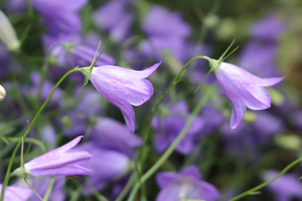 istock Blue 