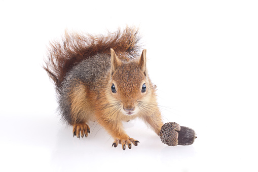 Squirrel photographed against a white background in the studio
