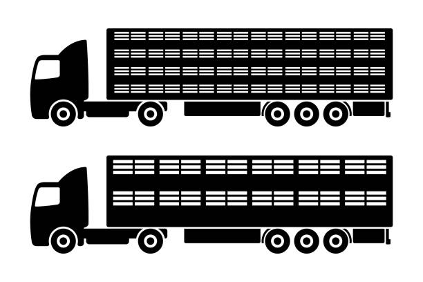 ilustrações, clipart, desenhos animados e ícones de ícone do caminhão de gado. silhueta preta. vista lateral. trator grande com semirreboque. ilustração gráfica plana vetorial. o objeto isolado em um fundo branco. isolar. - pig silhouette animal livestock