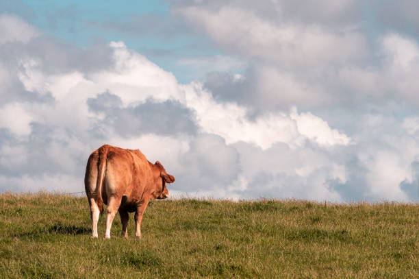 istock A lone French cow 1350500149